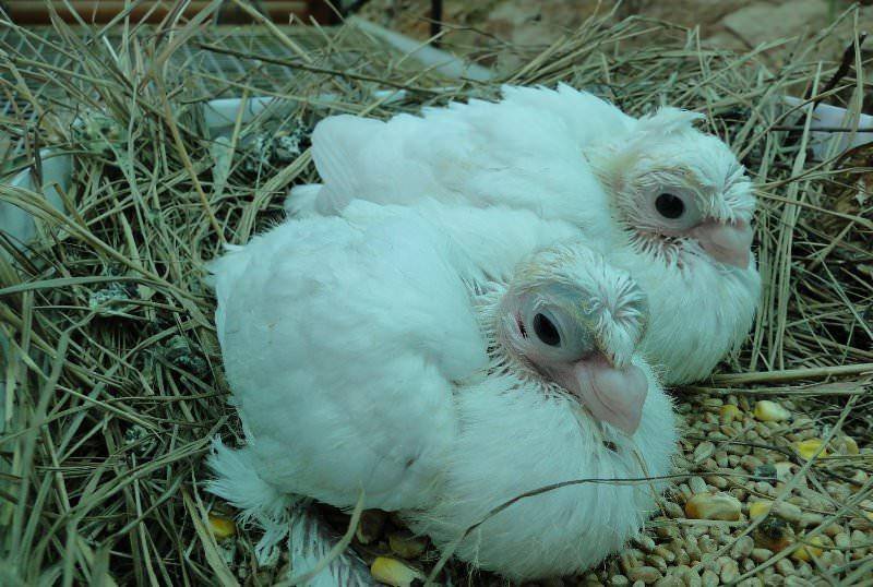 Птенец голубя: как выглядит новорожденный детеныш, где живут птицы, почему не видно потомство