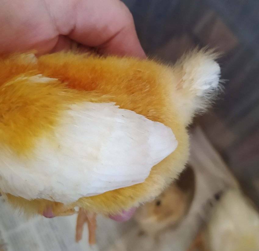 Методы того, как отличить петуха от курицы