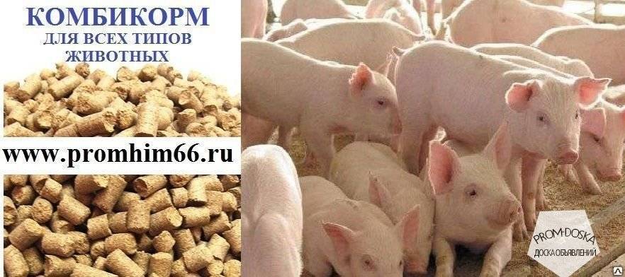 ᐉ сколько комбикорма ест свинья в сутки? - zooon.ru
