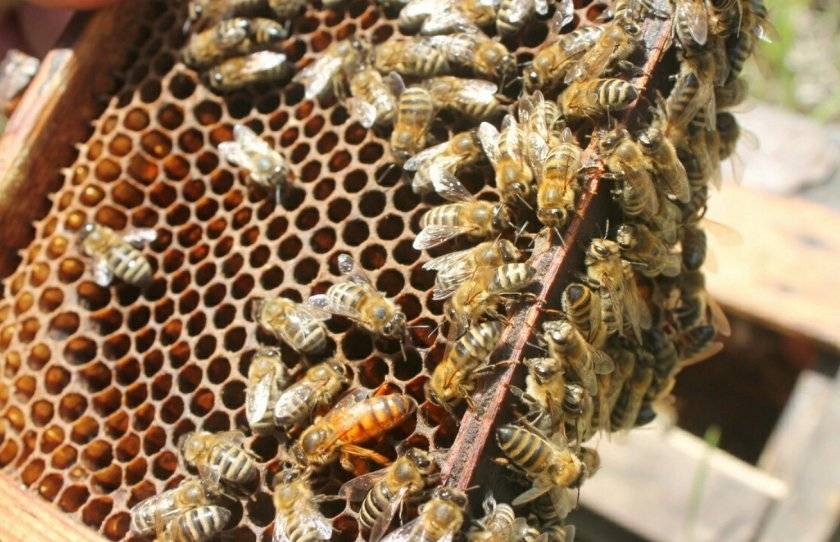 Пчела бакфаст: характеристика и особенности, преимущества и недостатки породы, содержание и уход, фото, видео