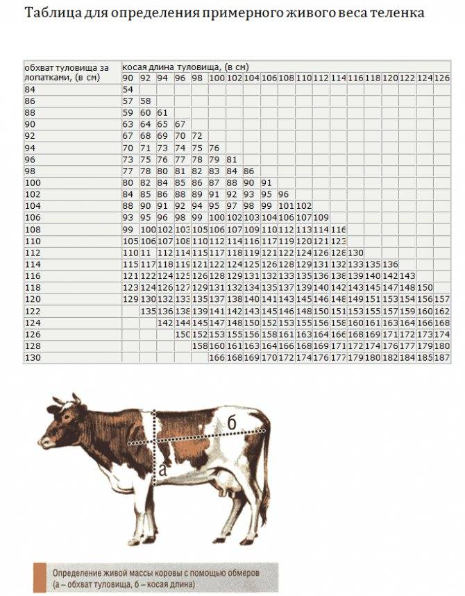 Продолжительность жизни коровы