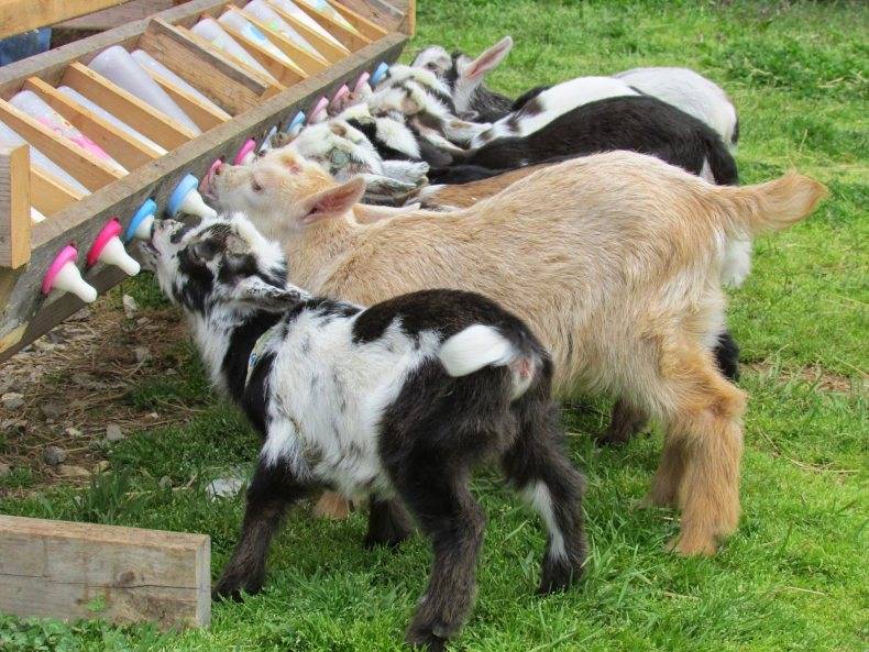 Рацион для коз и козлят в разные времена года