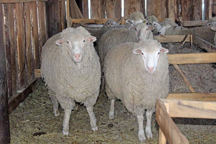 Разведение овец как бизнес для начинающего фермера