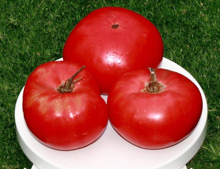 Томат "дикая роза": характеристика и описание сорта, рекомендации по выращиванию помидоров русский фермер