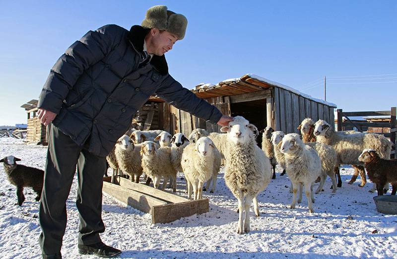 Романовские овцы и все секреты их содержания, кормления и разведения
