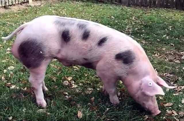 Порода свиней пьетрен - характеристики, особенности выращивания