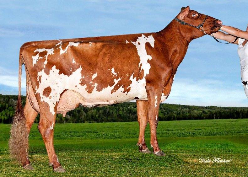 Айрширская порода коров: описание и характеристики породы