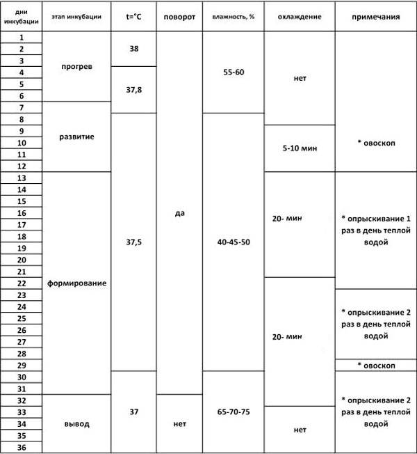 Таблица и общие правила инкубации индоутиных яиц в инкубаторе «несушка»
таблица и общие правила инкубации индоутиных яиц в инкубаторе «несушка»