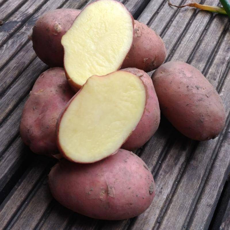 Сорт картофеля Ред Скарлет: описание, посадка и уход