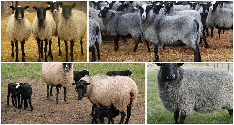 Выращивание и разведение овец романовской породы