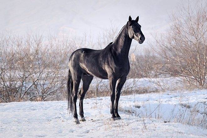 Характеристика и описание карачаевской породы лошадей