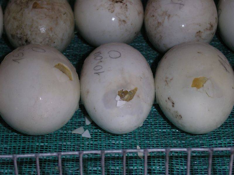 Сколько дней сидит индоутка на яйцах: как долго их высиживает и когда начинает нестись