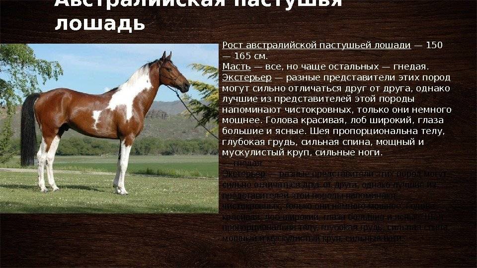 Породы лошадей с фотографиями и названиями