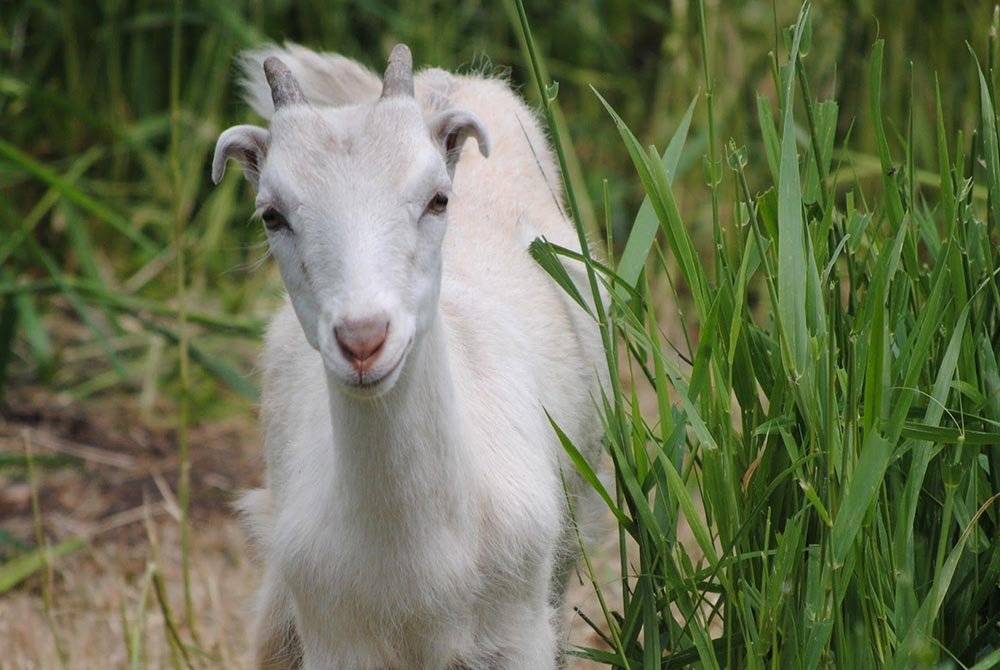 Порода коз ламанча: описание, видео, сколько дает молока