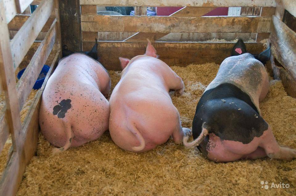 Правила разведения свиней в домашних условиях: что нужно знать начинающему свиноводу о содержании поросят