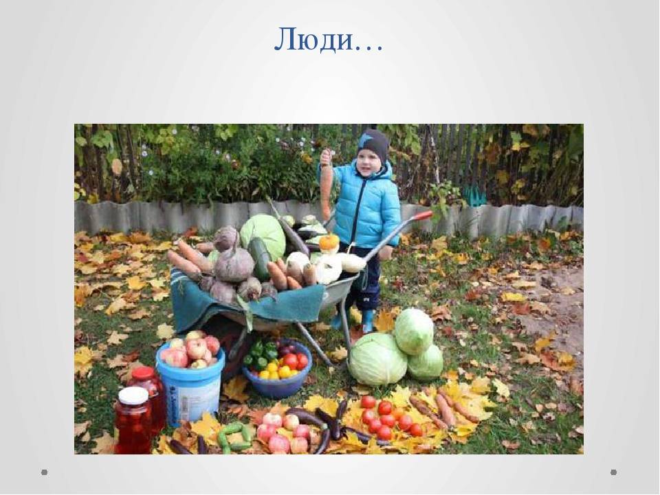 Готовим погреб, собираем урожай, наводим порядок и другие полезные дела на сентябрь | fermers.ru