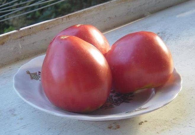 Выращивание помидоров сорта Воловье сердце