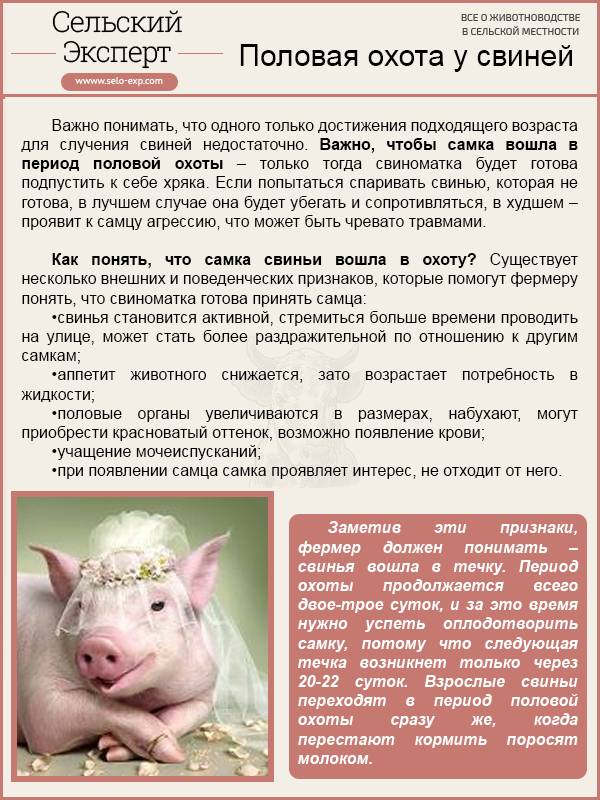Случка свиней — agroxxi