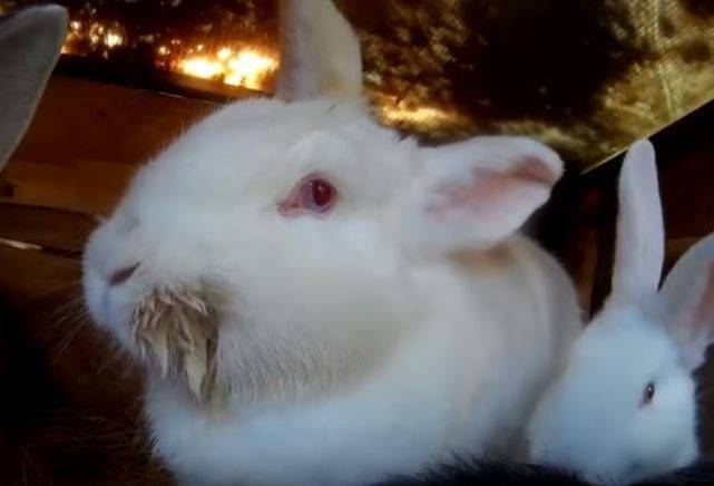 Мокрец у кролика: причины появления и способы лечения