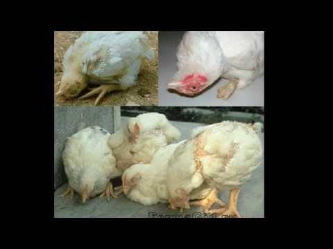 Почему у цыплят разъезжаются лапы? в чем могут быть причины, насколько это опасно и что с этим делать?