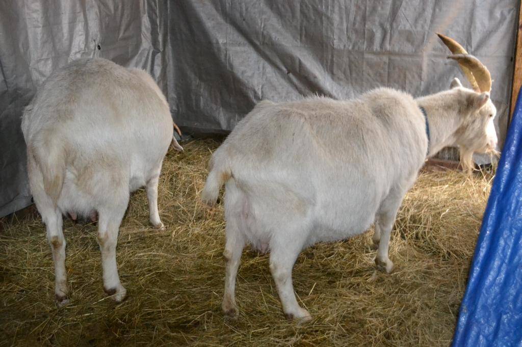 Сколько ходит беременная коза, роды, как определить беременность