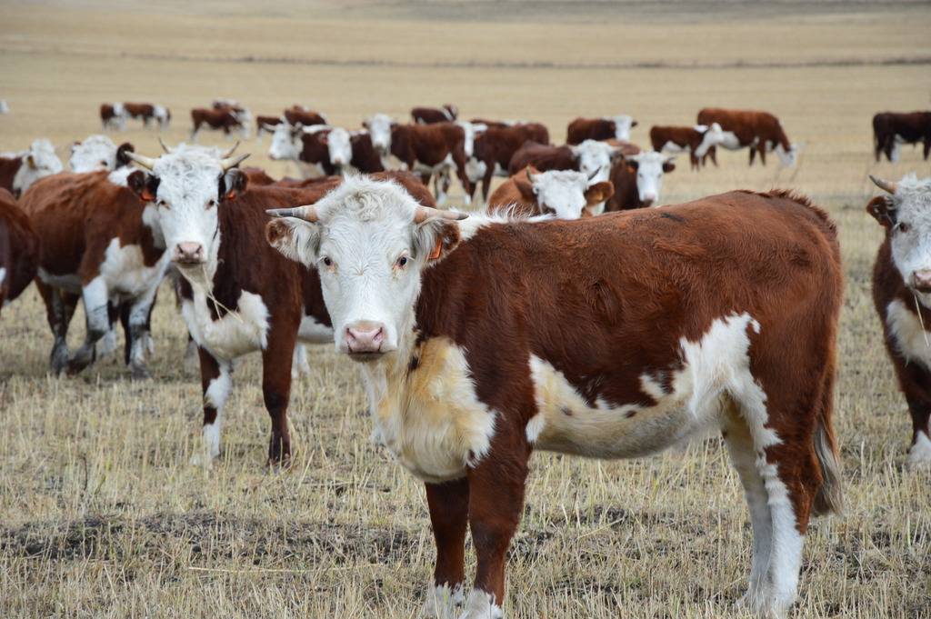 Особенности казахской белоголовой породы коров