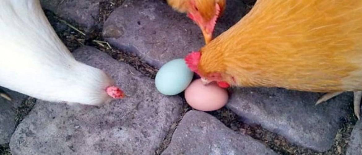 Почему куры несут мелкие яйца и что нужно сделать для увеличения их размера