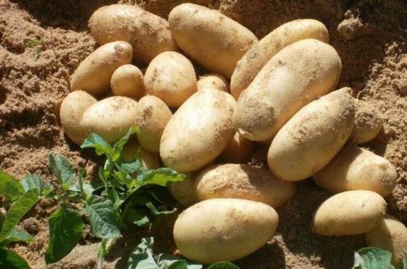 Все о популярном раннем сорте картофеля тулеевский: описание и фото, выращивание, уход и другие нюансы