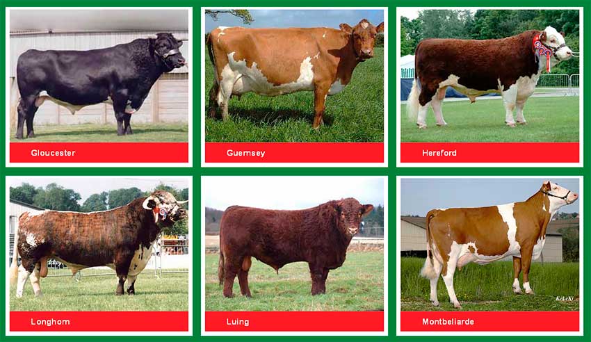 Породы коров: описание, разновидности, фото