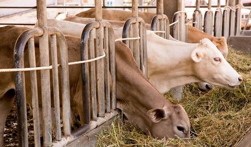 Сарай для коров: размеры и как дешево и быстро построить стайку своими руками