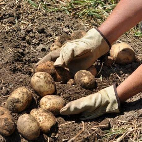 Плохо растет картофель на огороде: почему и что делать с фото
