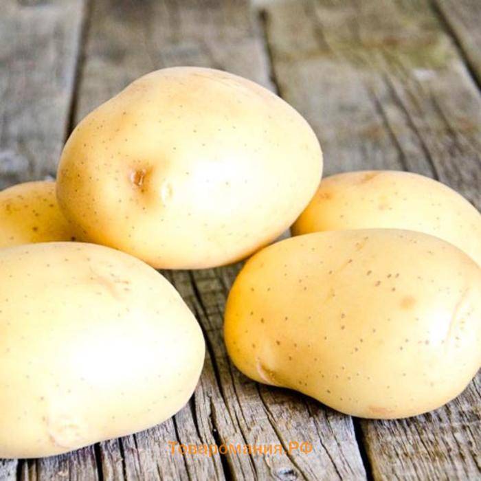 Характеристика и описание сорта картофеля импала