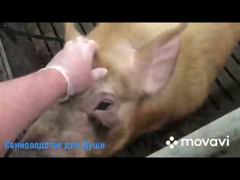 Племенное свиноводство | системы кормления для лактирующих свиноматок (часть 2)