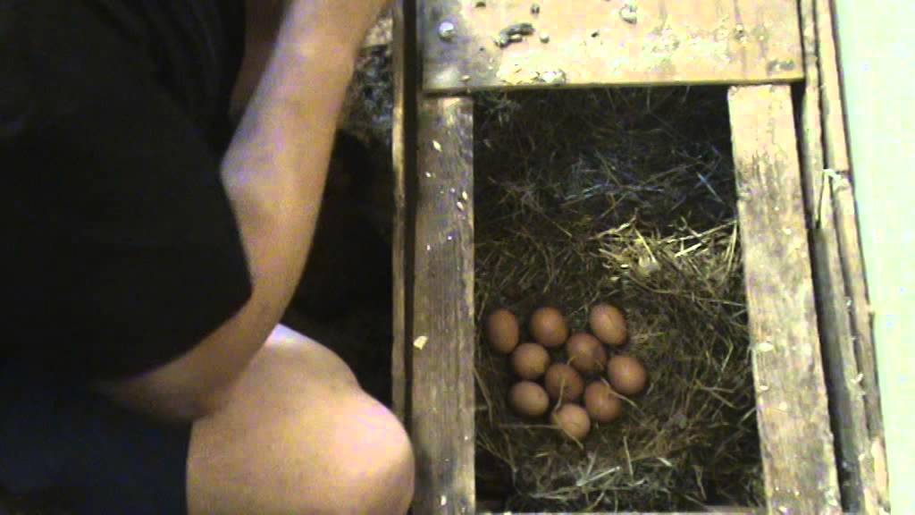 Курица наседка (квочка): сколько сидит на яйцах, содержание, уход