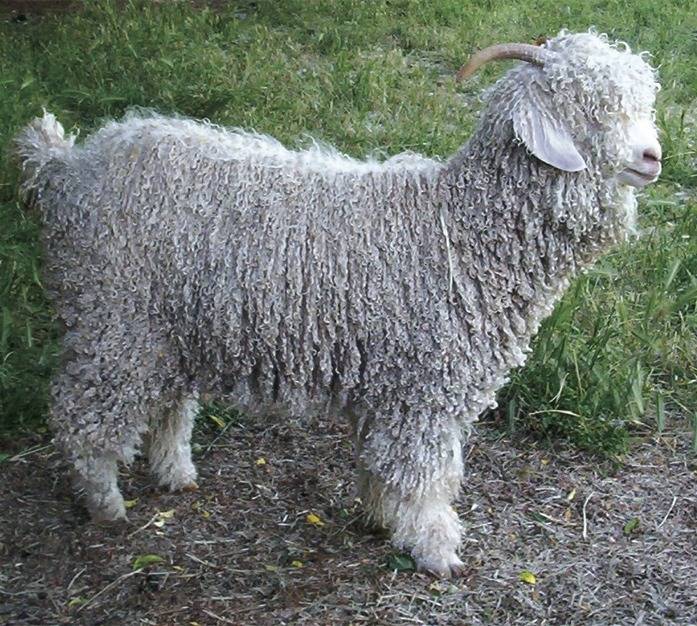 Ангорская коза — описание и характеристика породы