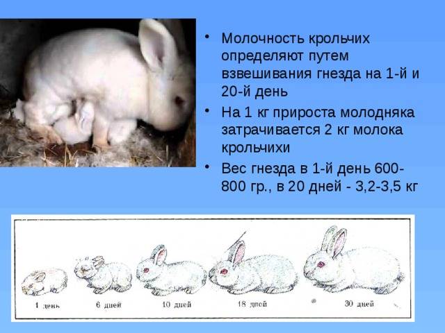 Как определять пол кроликов как отличить крола от крольчихи, в каком возрасте