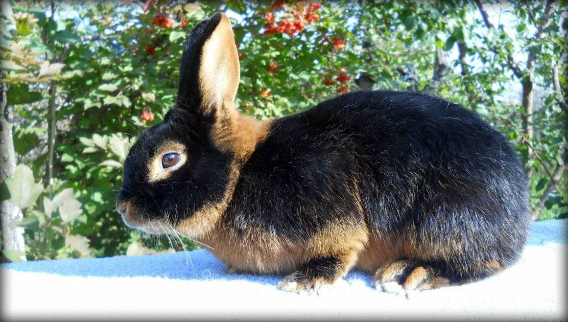 Черные кролики: фото, породы великан, черно-бурый, венский