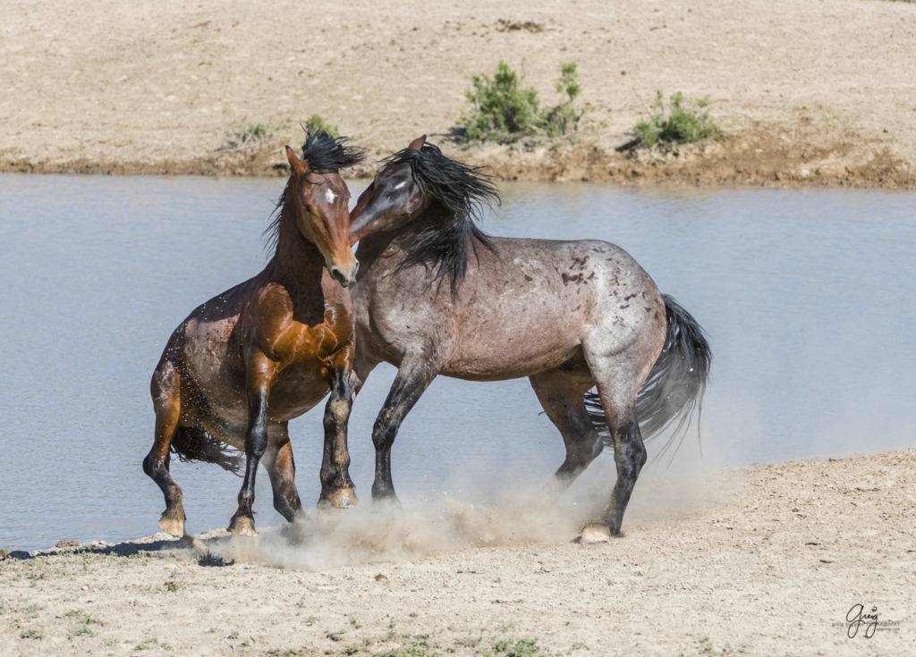 Лошади породы испанский мустанг: фото и видео, описание, история и характеристика