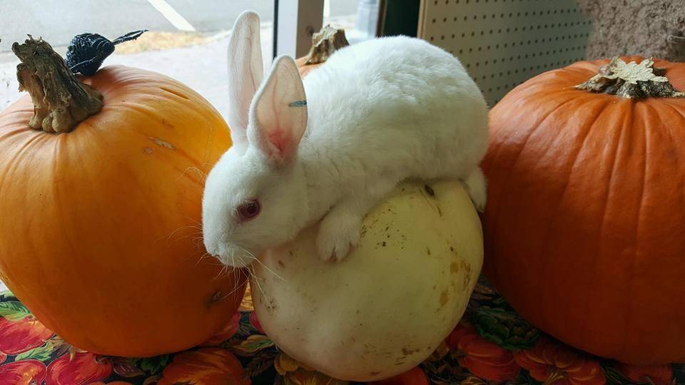 Можно ли кроликам давать кабачки и другие овощные культуры