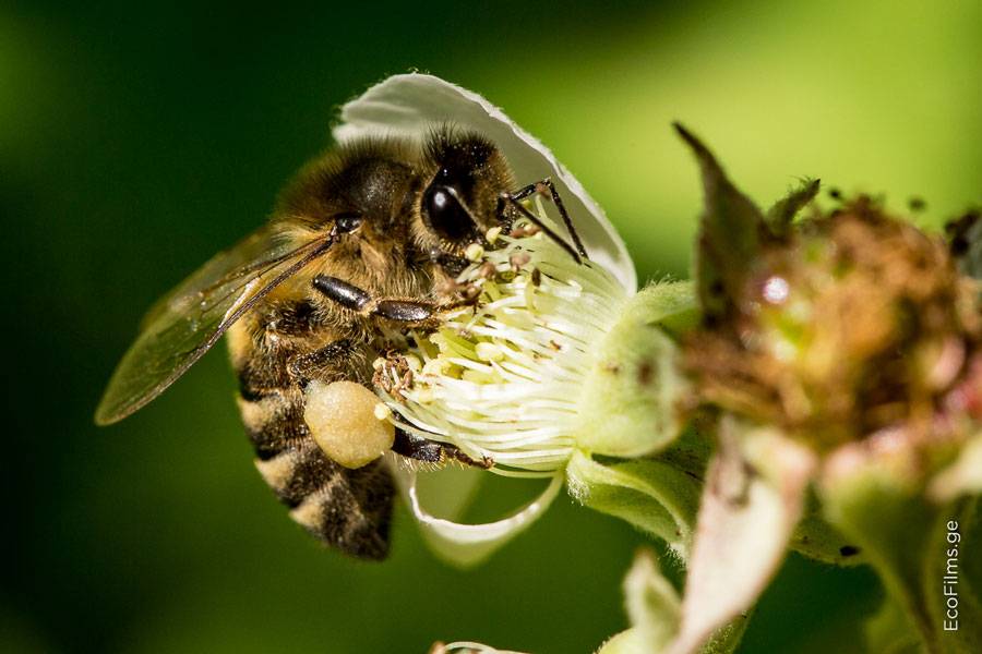 Серая горная кавказская порода пчел тип аибгинский начало