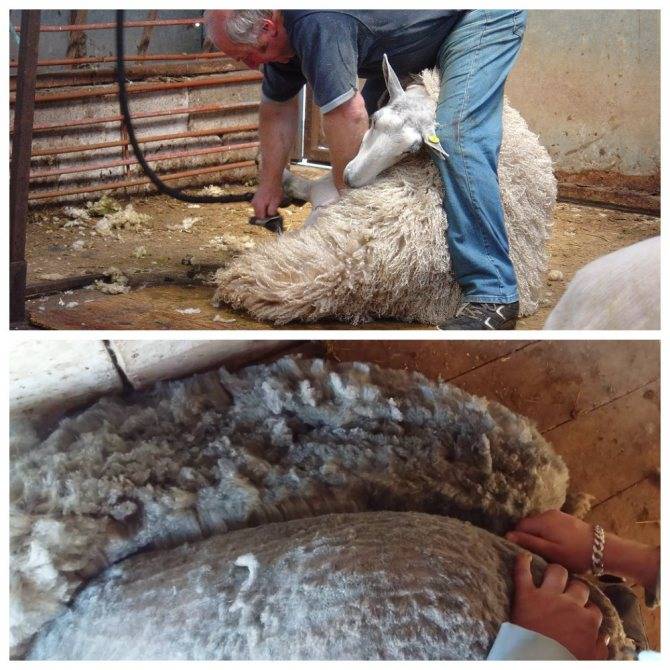 Ножницы для стрижки овец: механические и электрические, использование и уход, как заточить