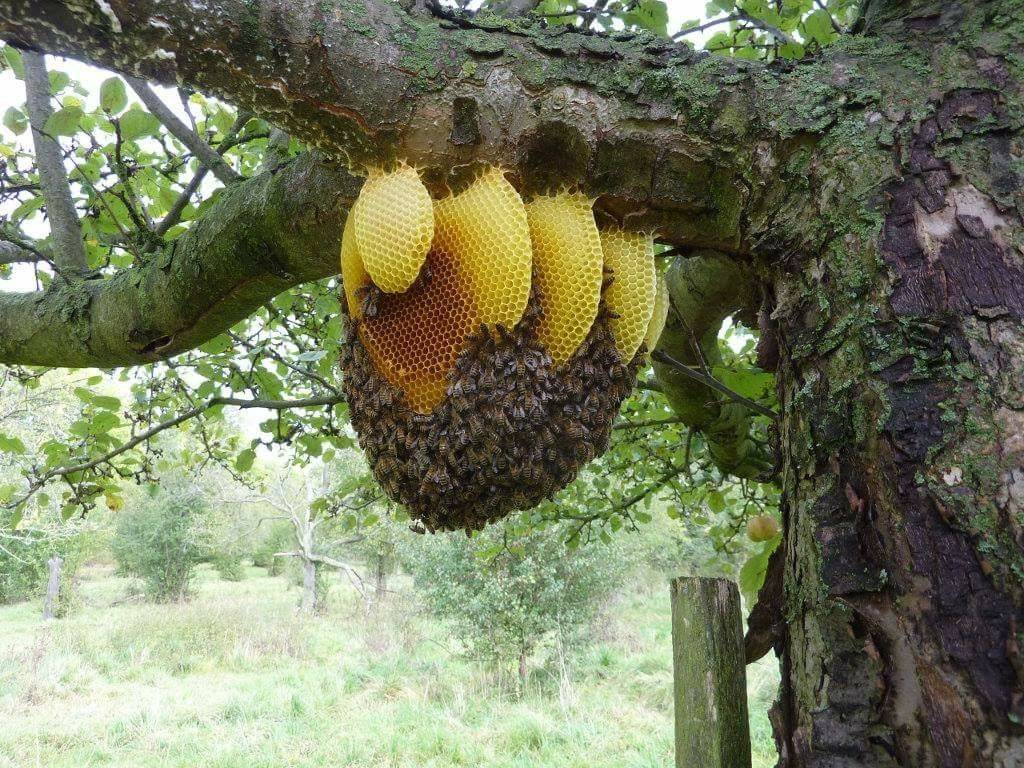 Всё про диких пчел