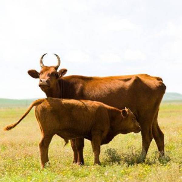 Калмыцкая корова: характеристики породы, преимущества и недостатки, правила ухода