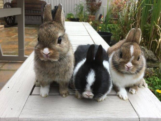 Сколько живут обычные и декоративные кролики в домашних условиях