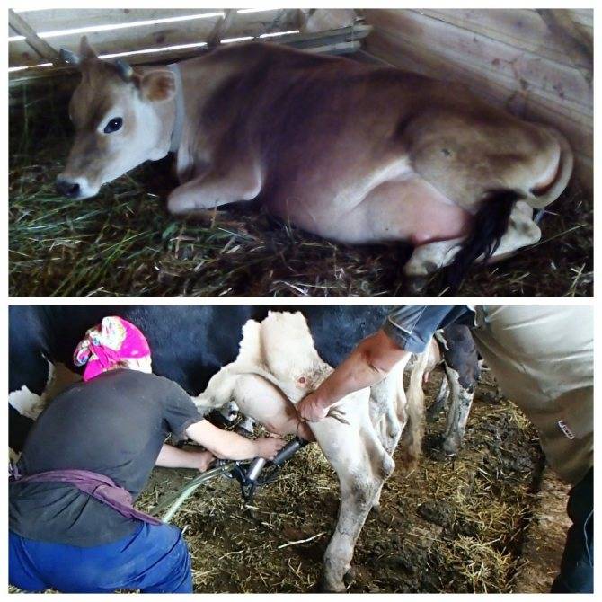 Подготовка к отелу коров и его признаки, отел и прием теленка