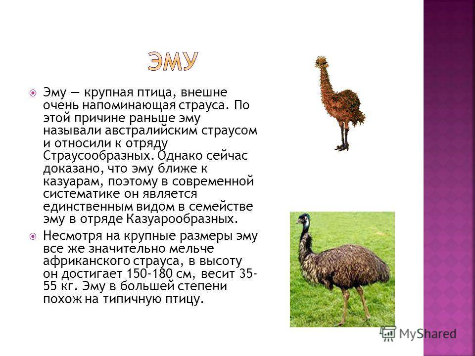 Сколько весит страус: полезные факты и фото обзор