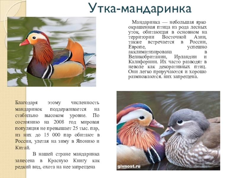 Утка мандаринка: описание породы, ареал обитания и особенности размножения