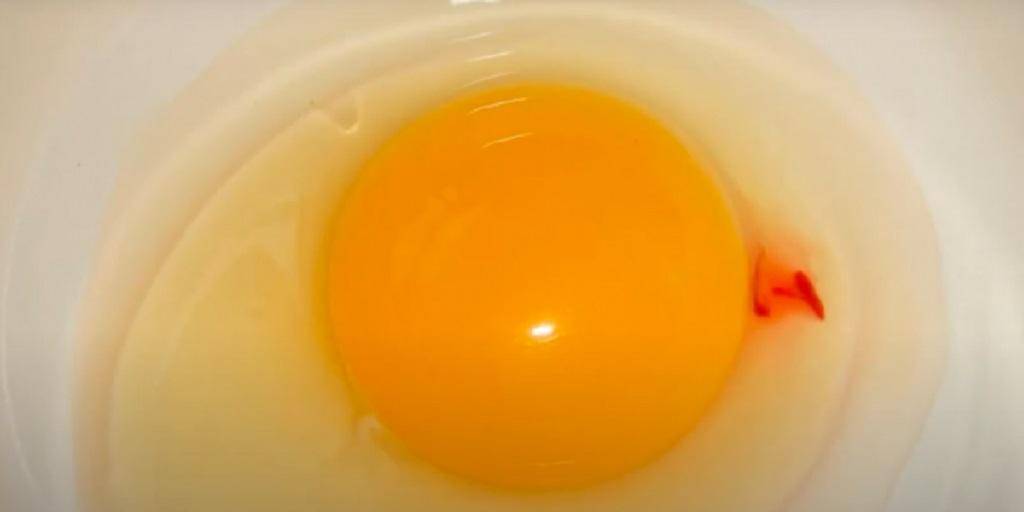 Причины появления крови в желтке и белке куриного яйца, решение проблемы и можно ли есть
