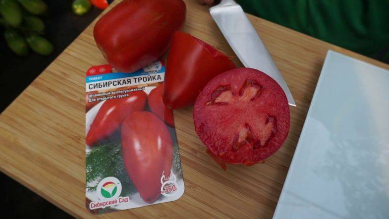 Сибирская тройка» – один из лучших помидоров для открытого грунта
