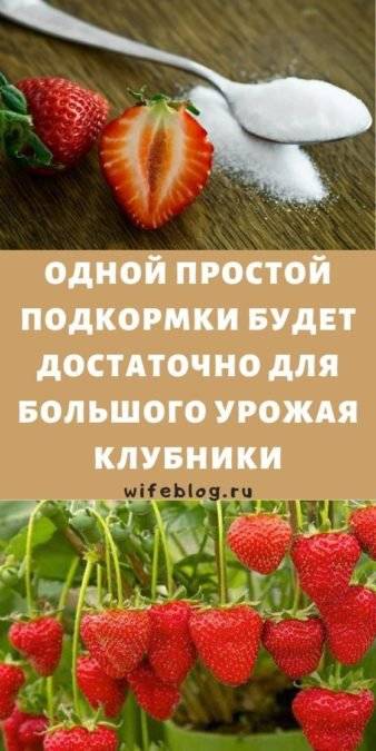 Семь секретов хорошего урожая клубники - дачные советы.ру